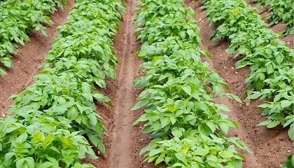 Foto de Efecto de los bioestimulantes org�nicos sobre la microbiota del suelo y la productividad de la patata de siembra