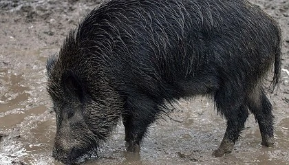 Foto de Uni�n de Uniones cifra en 413 millones de euros las p�rdidas por la peste porcina africana