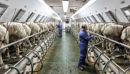 Foto de Assaf roza los 600 kilogramos en lactaciones naturales y Lacaune mejora en calidad de leche