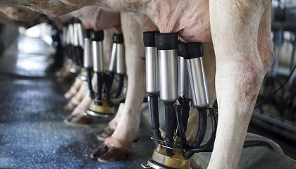 Photo de La lactaci�n natural media de la Frisona en Castilla y Le�n ya est� cerca de los 14.500 kilogramos