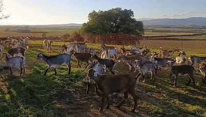Foto de Acriflor suma una nueva explotaci�n de raza Florida en la localidad cacere�a de Moraleja