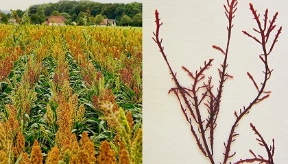 Foto de Un nuevo envase biodegradable a base de harinas y algas mejora la rigidez y la protecci�n contra la humedad