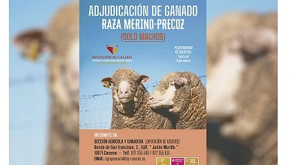 Foto de La Diputaci�n de C�ceres abre el plazo para optar a machos de la raza Merino Precoz
