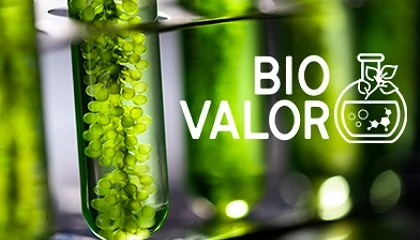 Foto de Biovalor valida aceites esenciales e hidrolatos desde la gesti�n forestal y el cultivo en tierras marginales