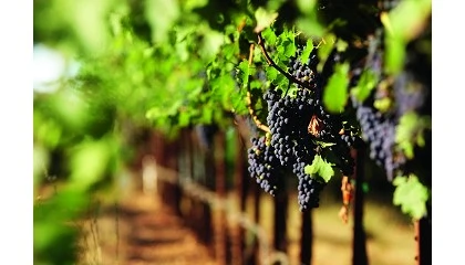 Foto de Bruselas da luz verde a las medidas para apoyar al sector del vino en Europa