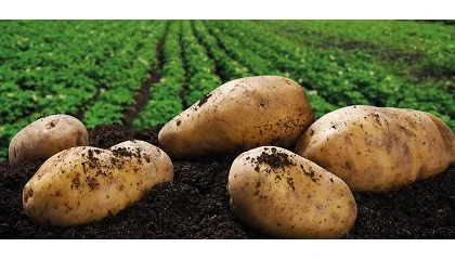 Foto de La patata frente al desaf�o de producir m�s con menor huella ambiental