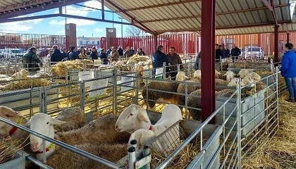 Foto de Agrama adjudica la totalidad de los sementales en la subasta de Manzanares