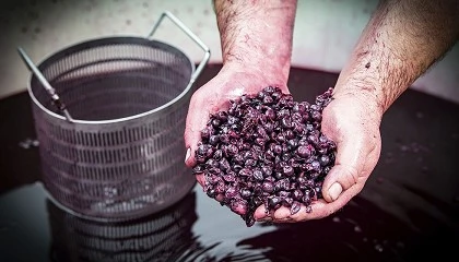 Foto de Valorizaci�n del orujo de las bodegas vitivin�colas en ingrediente para alimentaci�n caprina