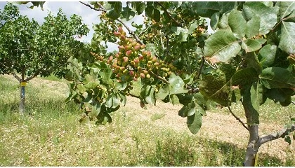 Foto de D�a internacional del pistacho: la producci�n sube en Espa�a un 74% en un a�o