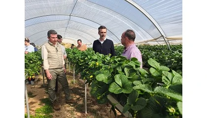 Foto de Huelva aglutina el 90,7% de las exportaciones andaluzas de frutos rojos