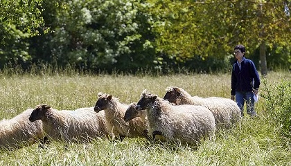 Foto de Un modelo de inseminaci�n ovina sin antibi�ticos para reforzar la seguridad sanitaria
