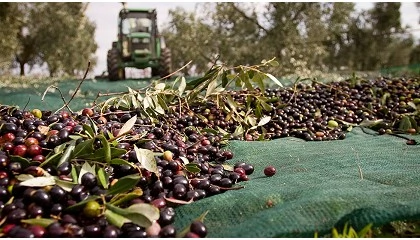Foto de Oleand Manzanilla Olive integra a la Cooperativa Olivarera de Sanl�car La Mayor