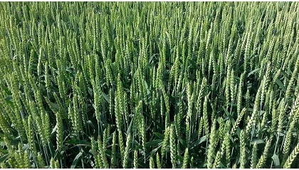 Foto de Syngenta obtiene el registro en Francia para su trigo híbrido X-Terra y acelera su expansión en Europa