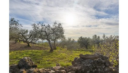 Foto de Un estudio del IAS-CSIC aporta datos relevantes sobre el impacto de la agricultura regenerativa en el olivar
