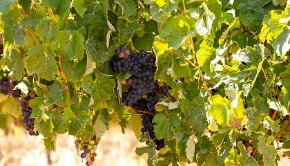 Foto de OIV promove inqu�rito global para reduzir consumo energ�tico na vinifica��o