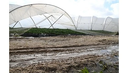 Foto de El Gobierno destina 600 millones de euros a reparar caminos agrarios y regad�os da�ados por las borrascas