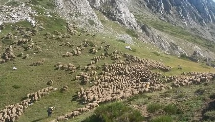 Foto de El proyecto europeo CoCo se suma al A�o Internacional de los Pastizales y los Pastores