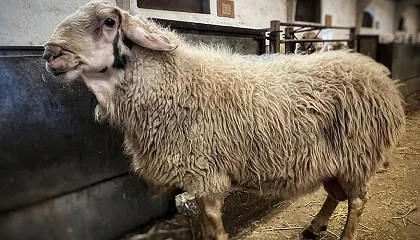 Foto de Un macho de la ganader�a de Daniel Pais�n Gil lidera el cat�logo de la raza Assaf