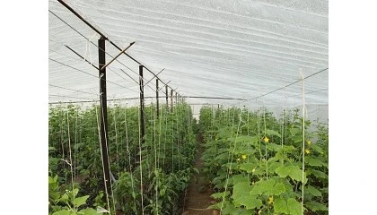 Foto de Reclaman soluciones para la rafia: ayudas pendientes y organizaci�n eficaz de los residuos agr�colas