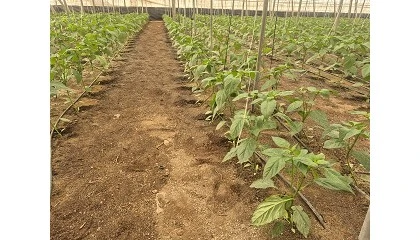 Foto de Gramoflor Ib�rica lanza un nuevo sustrato para hoyos de plantaci�n