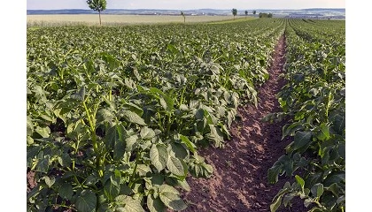 Foto de El FEGA distribuye 9,12 millones en nuevos derechos de ayuda básica con una media de 4.834 euros por agricultor