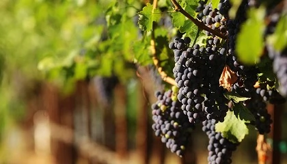 Foto de GREENVINES impulsa una planta de vid m�s sostenible con menos fungicidas y un menor consumo de agua