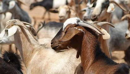 Foto de Ayudas en Canarias de 7,9 millones de euros para queser�as y productores de ovino y caprino