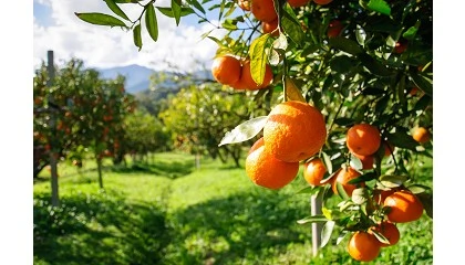 Foto de Intercitrus informa de la aportaci�n econ�mica obligatoria para productores y comercializadores