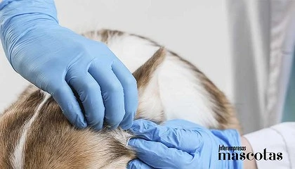 Foto de Kiwoko alerta del repunte de par�sitos en primavera y refuerza la importancia de una desparasitaci�n preventiva y personalizada