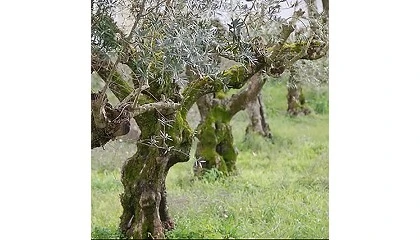 Foto de Concurso Nacional de Azeites de Portugal elege os melhores entre os melhores