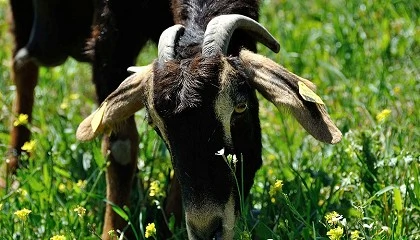 Foto de El logotipo �Raza Aut�ctona� en Payoya refuerza sus garant�as de origen y calidad