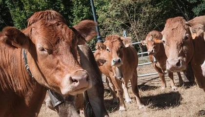 Foto de La Rioja destina 200.000 euros para la adquisici�n de animales de reposici�n