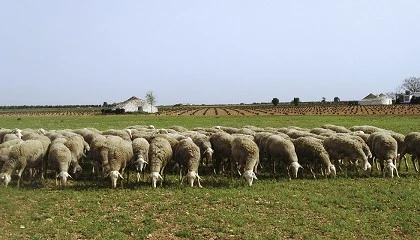 Foto de Castilla-La Mancha compensar� con hasta 60.000 euros el lucro cesante tras vaciados en ovino y caprino