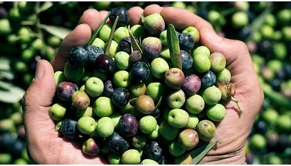 Foto de Asaja Córdoba pide activar las ayudas extraordinarias al olivar y al viñedo previstas en la Ley 1/2025