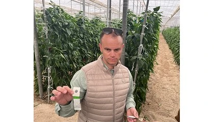 Foto de Koppert desarrolla Limonica Ulti-Mite para soltar su �caro en sobre e incrementar la eficacia de su lucha biol�gica