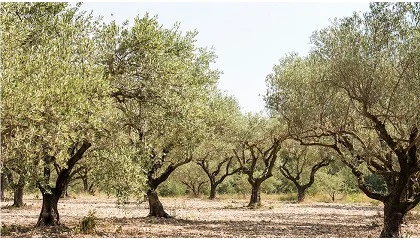 Foto de Dos campañas plenamente diferenciadas en una sola