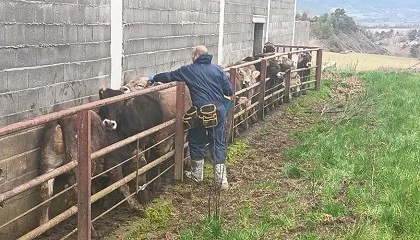 Foto de Arag�n pide ampliar la vacunaci�n frente a la dermatosis a todo Huesca y Cinco Villas