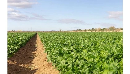 Foto de Horticultura del Sureste: organizar para crecer, digitalizar para decidir
