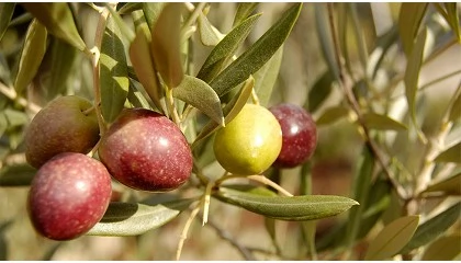 Foto de Retos presentes y futuros en la limpieza y lavado de las aceitunas en las almazaras. Parte I