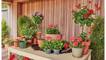 Foto de C�mo cuidar los geranios durante todo el a�o para prolongar su floraci�n