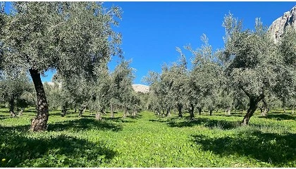 Foto de La agricultura regenerativa: una v�a hacia la sostenibilidad y la conservaci�n del suelo