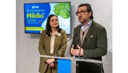 Foto de El Condado de Huelva crea el Reconocimiento Mildiu 2026 para mejorar el control sanitario del vi�edo