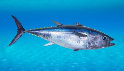 Foto de La flota canaria pide en el Senado paralizar el proyecto piloto de cr�a de at�n rojo