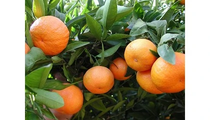 Foto de Solicitan al MAPA el uso excepcional de spirotetramat para el control de pulgones