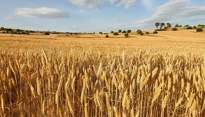 Foto de Terra-Sorb® granum: mayor eficiencia del nitrógeno en cultivos extensivos reduciendo Unidades Fertilizantes de Nitrógeno