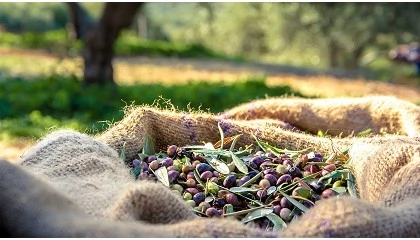 Fotografia de Las empresas de ASOLIVA exportan 592.000 toneladas en 2025, un 23% más