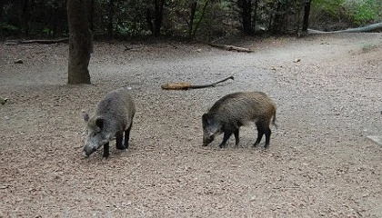 Foto de La peste porcina salta al municipio de Barcelona y obliga a extender restricciones