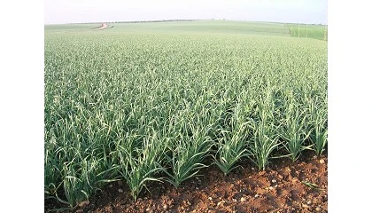Foto de Los productores europeos de ajo reclaman m�s apoyo frente al aumento de costes e importaciones