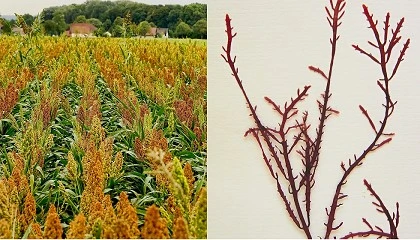 Foto de Nova embalagem biodegrad�vel combina cereais e biomassa marinha para reduzir a sensibilidade � humidade