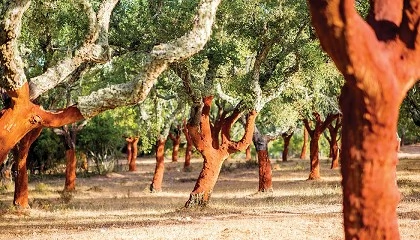 Foto de Corti�a na lideran�a em 2025